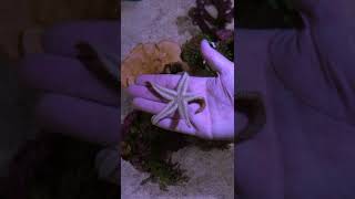 Did You Know Starfish Could do This? ⭐️💡