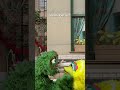 Baby Big Bird Says Hello Sesamestreet