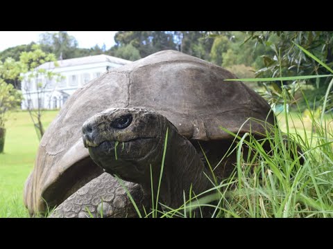This tortoise just turned 190 years old
