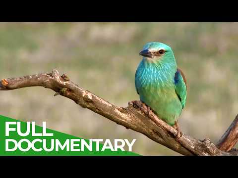 Birds of Spain A Paradise Between Two Worlds