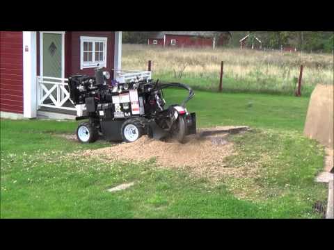 Fräsning av stor ek. Kronobergs Stubbfräsning Växjö