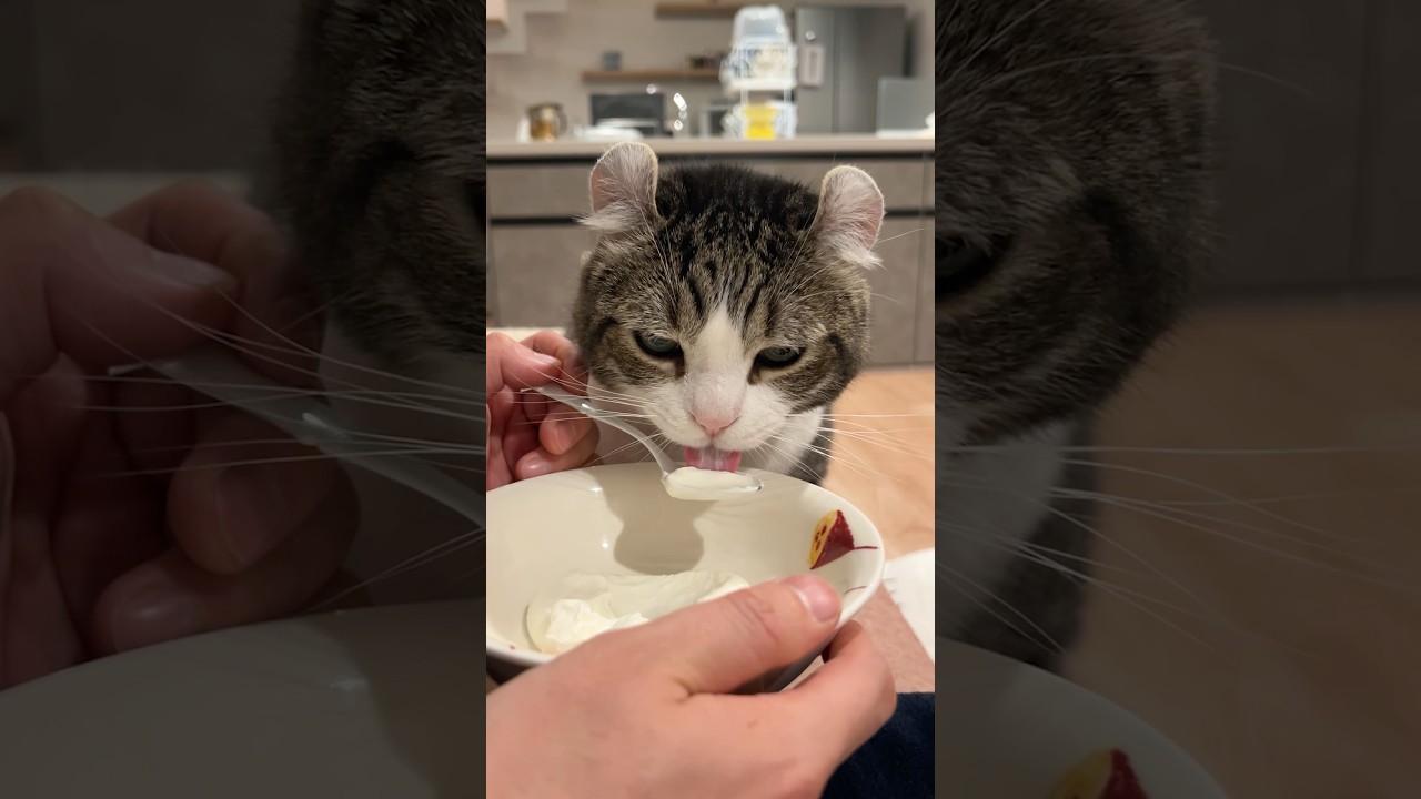 人間のヨーグルトを食べたがる猫🐣 #cat #petsrule #cute #funny #catlife #cutecat