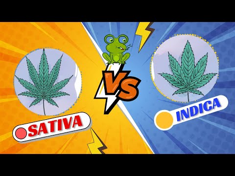 Sativa vs. Indica - 10 Differences Between Indica and Sativa