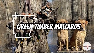 ARKANSAS GREEN TIMBER DUCK HUNT || BIG GROUPS OF MALLARDS WORKING THE HOLE