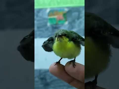 sunbird rescue l very cute sunbird baby rescue l Nature creatures l hummingbird l YouTube shorts