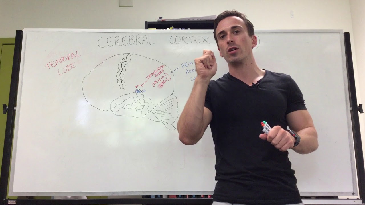 Temporal Lobe (Cerebral cortex) - YouTube