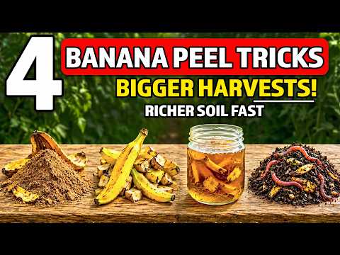 4 Secret Banana Peel Tricks That Grow More Worms & Richer Soil (Science-Backed Results)