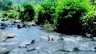 SHOCKING Benefits of Mountain Stream Sounds for Sleep