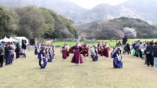 踊り陣 叶和 練り歩き演舞 川棚菜の花よさこい祭り2026