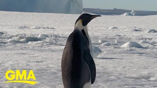 'GMA' encounters Antarctica's majestic creatures l GMA video
