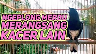 Download lagu suara burung kacer ngeplong merdu sangat ampuh buat pancingan kacer bahan bikin cepat gacor mp3 Download lagu suara burung kacer ngeplong merdu sangat ampuh buat pancingan kacer bahan bikin cepat gacor mp3