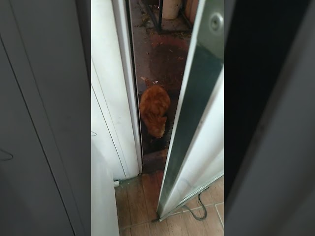 Vídeo relacionado con Anime Kawaii Chica Otaku Amante De Los Gatos Manga Japonés Camiseta