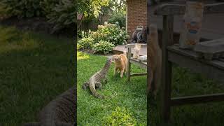 #youtubeshorts  #viral #comedy  #shorts #cat