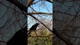 Un corbeau retourne voir sa famille d'adoption un an plus tard