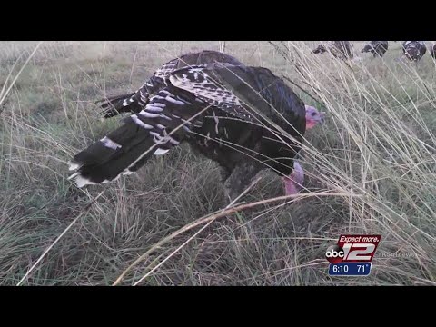 Organic turkeys can have health benefits