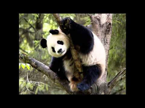 Common feat. Cee-lo - Make my day