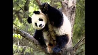 Common feat. Cee-lo - Make my day