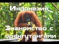Индонезия Букит Лаванг и знакомство с орангутанами Индонезия Букит Лаванг и знакомство с орангутанами