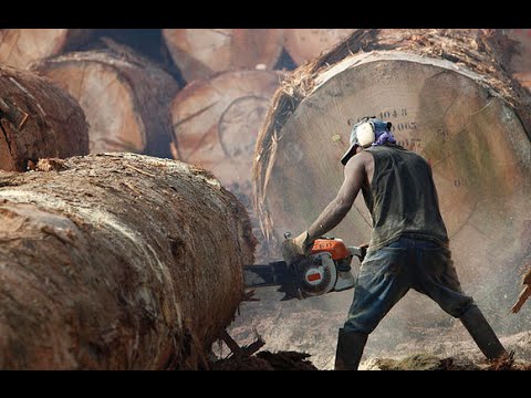 The Risky Life Of Lumberjack - World Documentary Films HD