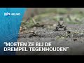 Duizenden padden op straat in Heerhugowaard