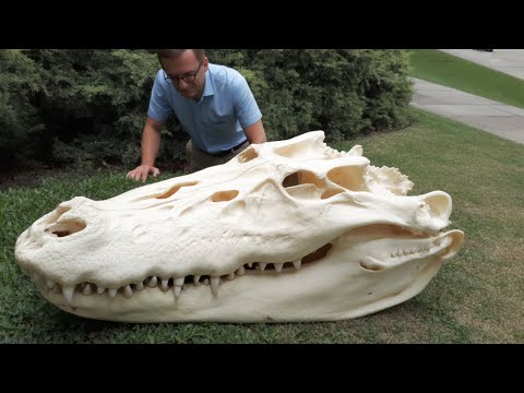 The Jurassic Giants That Once Roamed the Amazon