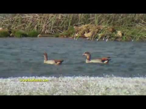 Ganso del Nilo ( Alopochen aegyptiacus ) Egyptian Goose