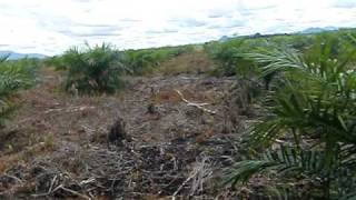 preview picture of video '624. 27 acres plantation land in indonesia'