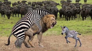 Mother Zebra Give Birth To Baby But Hunted By Lion - Herd Buffalo Rush To Take Down Lion To Rescue