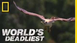 World's Deadliest - Mid-Air Eagle Fight