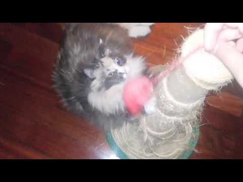 Iza the Norwegian Forest Cat gently plays with her claws