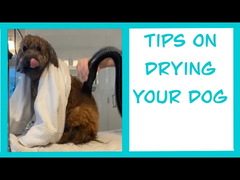 How to Blow Dry Your Dog and Tips to Keep Them Calm | Mable the Whoodle | Grooming at Home