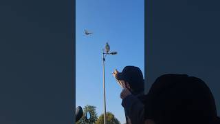 Hunting with slingshot best hunting #hunting #ytshorts #shorts