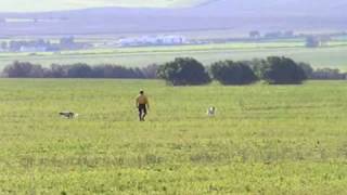 Big Jim, Setter Inglés