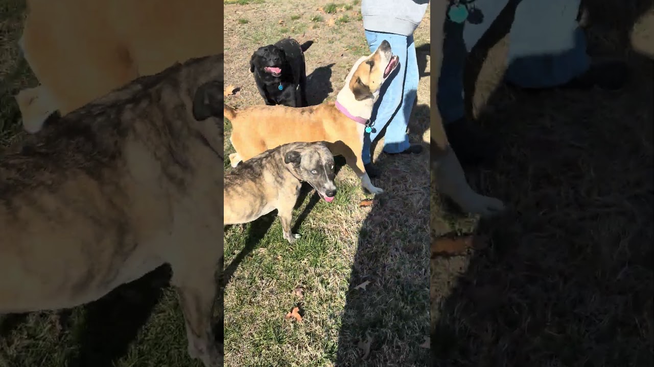 Enlarge Louie - A easy going fellow!, a Adoptable mixed breed in Green Ridge, MO video 6/6