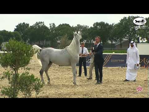 N 53 SOHAIL AL SAFENAT   Arabian Horse Weekend 2021   International