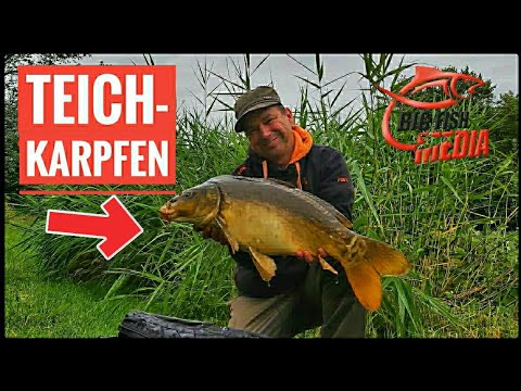 Einfach auf Karpfen: Angeln am Teich