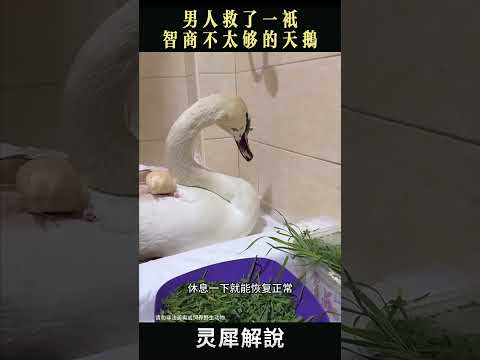 男人救了一只智商不太够的天鹅