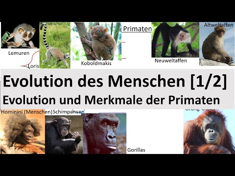 Evolution des Menschen [1/2] - Evolution + Merkmale der Primaten (Biologie, Oberstufe)