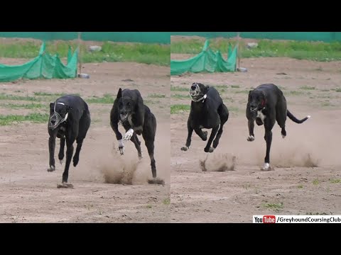 racer dogs race