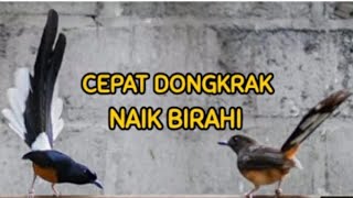 Download lagu Pancingan Suara Perangsang Birahi Murai Batu Jantan & Betina Tercepat Dongkrak Birahi mp3 Download lagu Pancingan Suara Perangsang Birahi Murai Batu Jantan & Betina Tercepat Dongkrak Birahi mp3