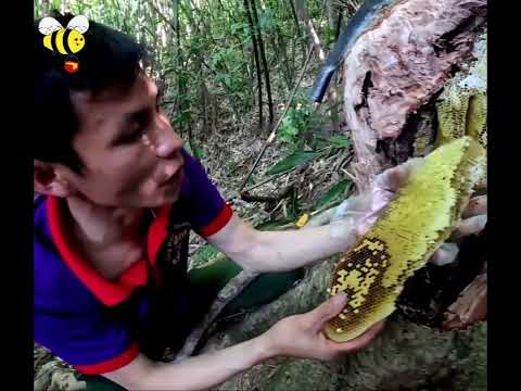 BEES REMOVED FROM THE HEART OF TREES IN THE RAINFOREST