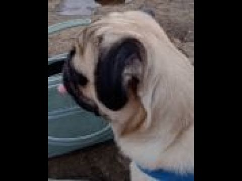 Our Dearest dog  Anju. We miss u a lot. @travelwithmadhura8130