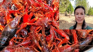 จับกุ้งเครฟิชตอนกลางคืนไปทำกินที่บ้านสวน12/9/21