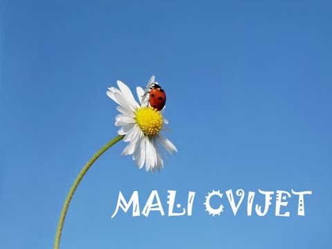 Mali cvijet - priča s prstima