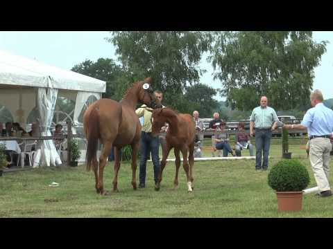 Sudweyher Fohlenschau 2015 - Kat.-Nr. 02