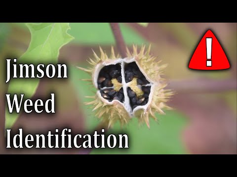 How To Identify Jimson Weed - Datura Stramonium