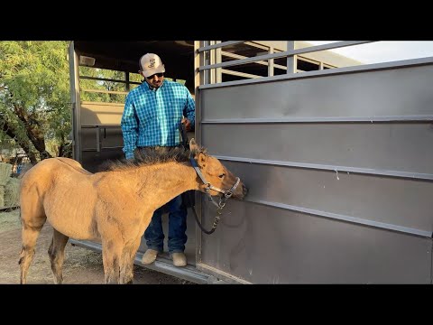 AZHT: Working with Foals - Introducing the horse trailer & establishing proper pressure and release