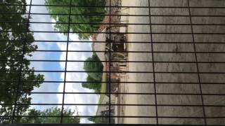 giraffe wind your neck in son!