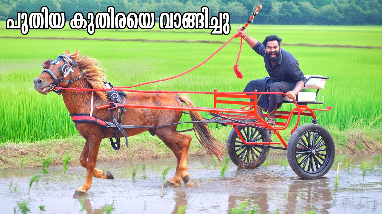 New Horse And Cart | വീണ്ടും നമ്മൾ കുതിരയും കുതിരവണ്ടിയും വാങ്ങ?