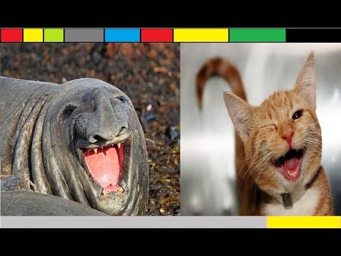 You will S.M.I.L.E  when you looked at these animals  | Funny animals Video